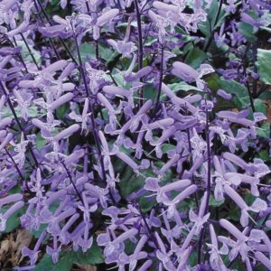 PLECTRANTHUS - MONA LAVENDER 1GAL