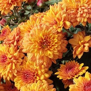 INDOOR MUM - BRONZE CUSHION