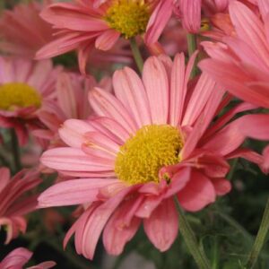 INDOOR MUM - PINK DAISY