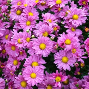 INDOOR MUM - PURPLE DAISY