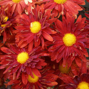 INDOOR MUM - RED DAISY