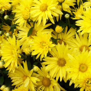 INDOOR MUM - YELLOW DAISY