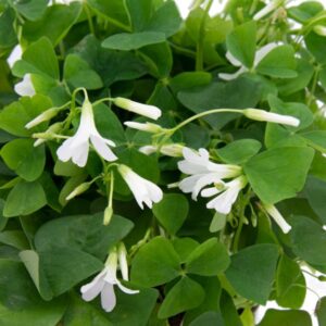 OXALIS - SHAMROCK GREEN 4IN