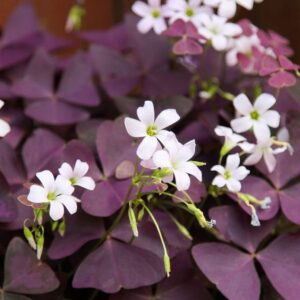 OXALIS - SHAMROCK PURPLE 4IN