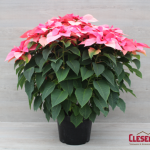 POINSETTIA - PINK 12IN 5BRANCH