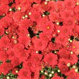 GARDEN MUM TERRA COTTA - POBO RED 14IN