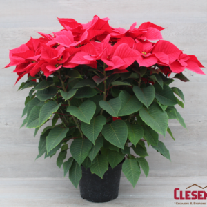 POINSETTIA - RED 10IN 4BRANCH
