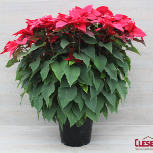 POINSETTIA - RED 12IN 5BRANCH