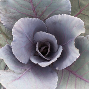 ORNAMENTAL CABBAGE - RUBY PERFECTION 4IN