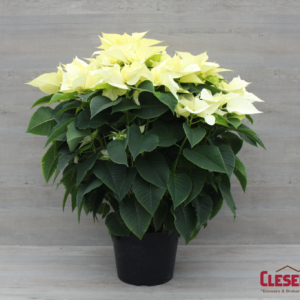 POINSETTIA - WHITE 12IN 5BRANCH